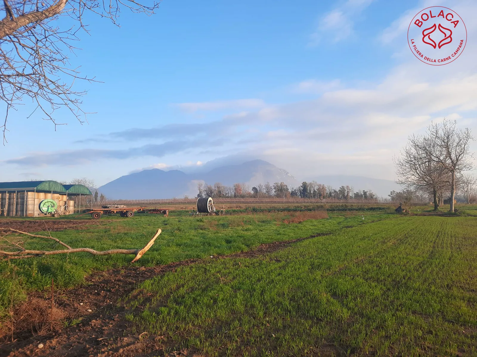 La sfida del progetto Bolaca: carne di qualità e sostenibile per i consumatori campani